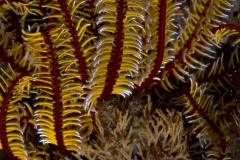 Feather Star
