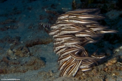 A school of Striped Cat Fishes