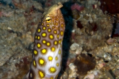 Large Spotted Snake Eel
