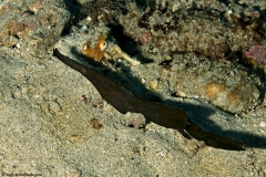 Robust Ghost Pipefish