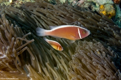 Pink Anemone Fish