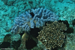Unidentified Coral