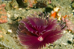 Feather Duster Worm
