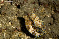 Thornback Cowfish