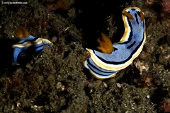 Chromodoris sps.