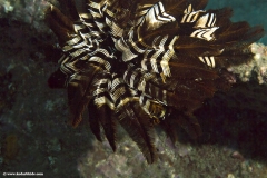 Feather Star
