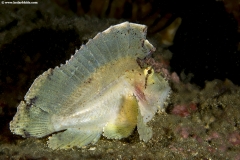 Leaf Scorpion Fish