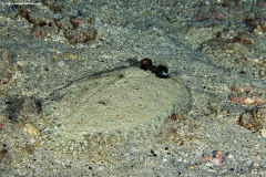 Peacock Flounder