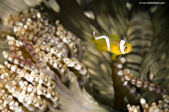 Beaded Anemone with false Clown Fish