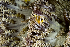 Beaded Anemone with false Clown Fish