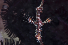 Ornate Ghost Pipefish