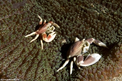 The Porcelain Anemone Crab
