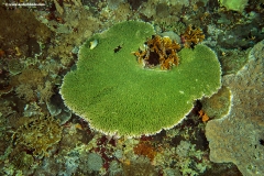 Hycinth Table Coral