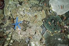 Tropical Coral Reef with Blue Sea Star