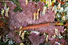 Trumpet Fish