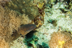 Yellow Edged Moray