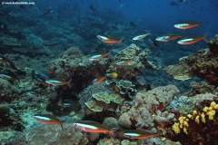 Dark Banded Fusiliers and Tropical Coral Reef
