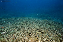 Acropora Sps