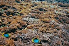 Soft Coral Bed with Blackblack Butterfly Fish