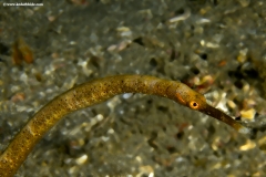Orange Spotted Pipefish