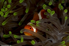 False Clown Fish in Sea Anemon