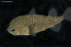 Porcupine Fish