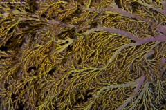 Sea Fan showing Polyps