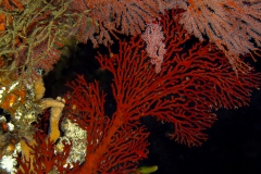 Sea Fan and Polyps
