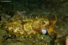Reef Cuttlefish