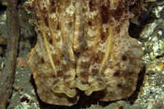 Reef Cuttlefish