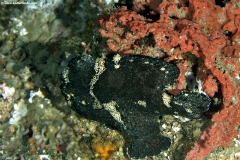 Painted Frogfish, Black Phase