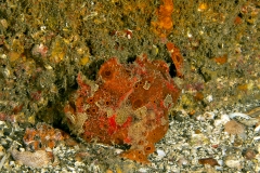 Freckled Frog Fish