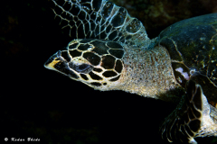 postturt