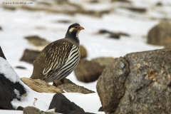 Tibetan Snowcock