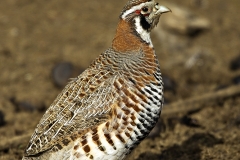 Tibetan Partridge