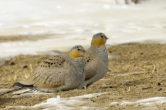 Tibetan Sandgrouse