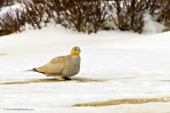 Tibetan Sandgrouse