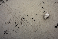 Moving Shell
