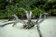 Patterns, Andamans