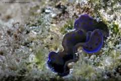 Clam Shell, Andamans