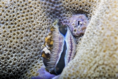 Coral Clam