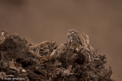 Little owl for Sanjoy's book