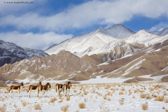 Tibetan Wild Ass at Hanley plains