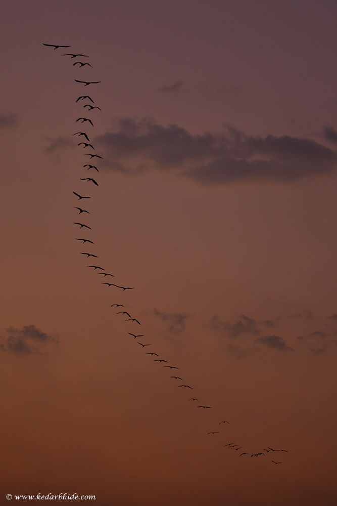 Demoiselles Crane in Flight