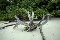 Dead Tree , havelock Island