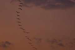 Demoiselles Crane in Flight
