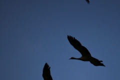 Demoiselles Crane Silhouette