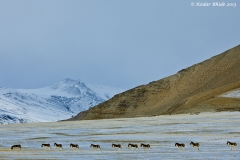 Tibetan wild ass at Tso Kar