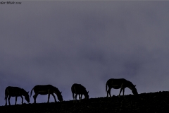 Kiyang, Tibetan Wildass