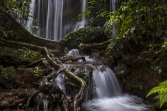 Agumbe Rainforest